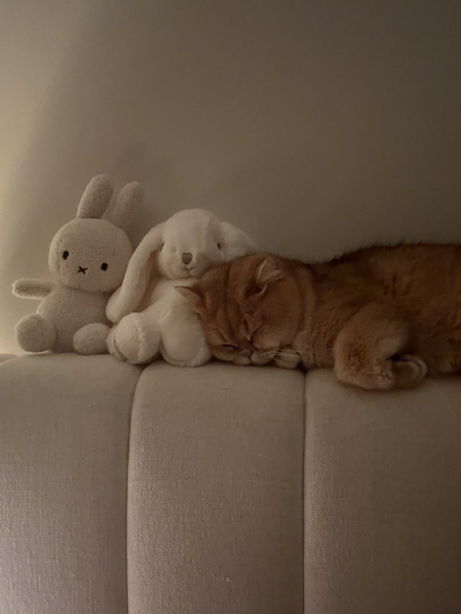 xChocoBars's tweet photo. his sleeping buddies 🥰 https://t.co/1kZE8vsn6x