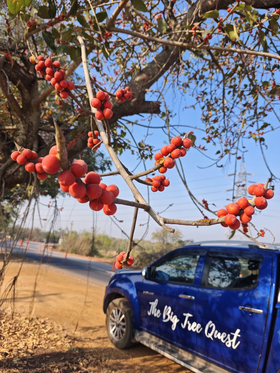 vata_foundation's tweet image. Tree of Life.. 

#SaveFullyGrownTrees