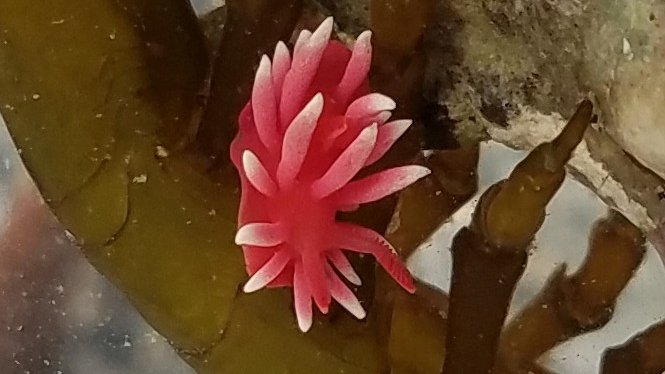 isonabeka's tweet photo. こちらは磯遊びで出逢った生き物を記憶するためのアカウントです。(ウミウシ好きなので多めです)
活動は主に春から初夏。暑いのは苦手です😅

ダイビングしなくても、泳げなくても、磯には数多の出逢いがあります😃そんなひとつひとつの奇跡を備忘もかねてポストします。 https://t.co/F5V9fQjXm7
