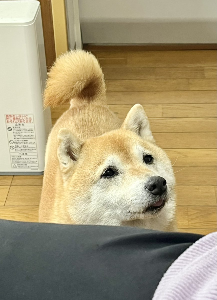 実家へ連れて行くと ちゃんと孫みたいな顔をする 優秀な犬 #ねぇねぇば