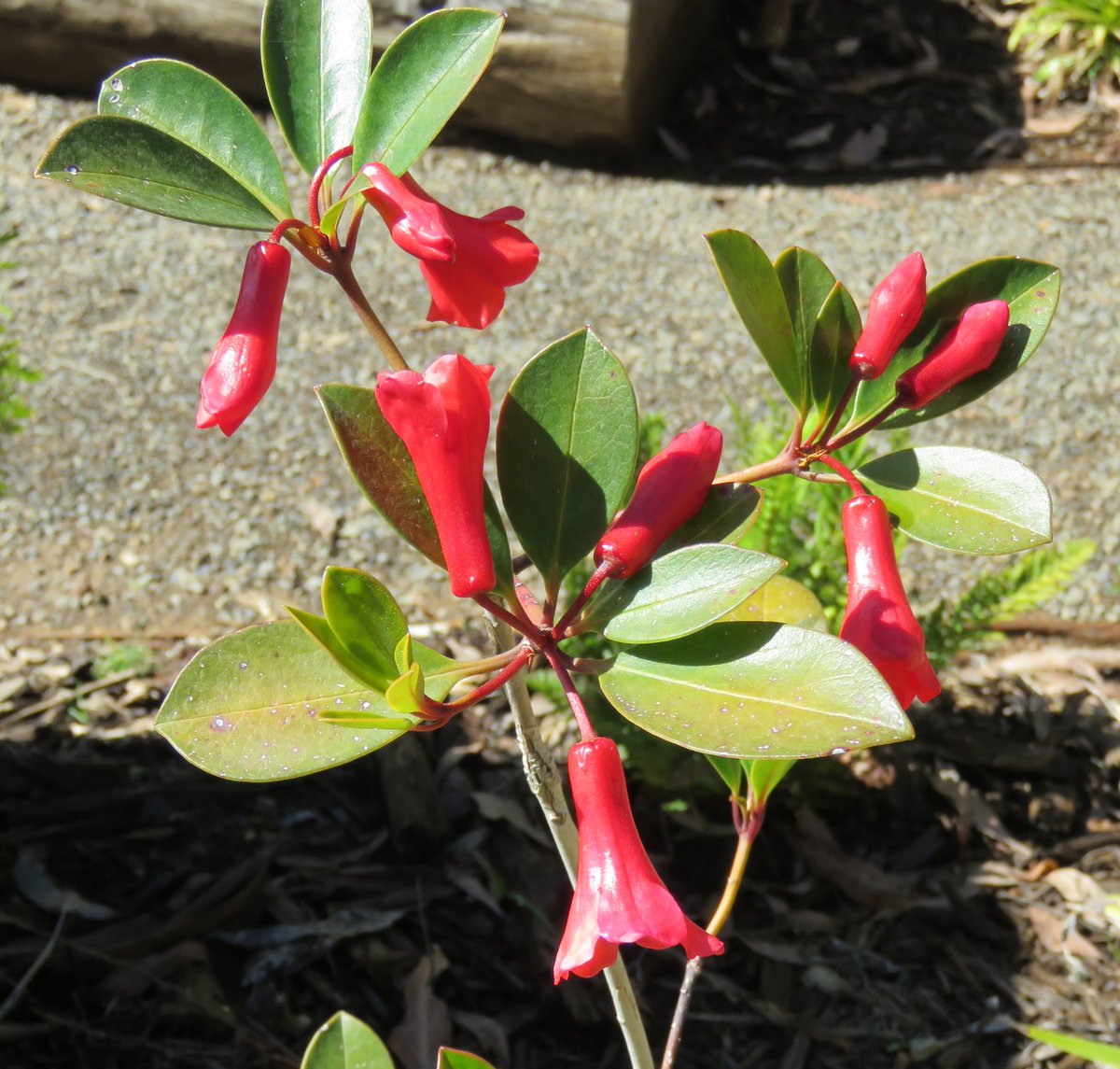 StuartWilliams_'s tweet photo. Rhododendron viriosum occurs in the wet tropics of Queensland on Mt Lewis, Mt Spurgeon, Pinnacle Rock, the Windsor Tableland, Mt Finnigan, Mt Pieter Botte and Thornton Peak.
#DandenongRangesBG #AustralianCloudForestCollection #Rhododendron #Ericaceae #ozplants https://t.co/ajVXYCTqf2