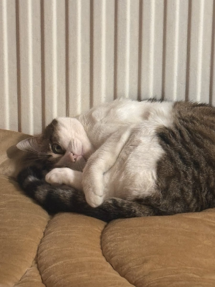 Mitoslebg's tweet photo. coucou mitos coucou comment cv coucou coucou mitos coucou la team c’est dimanche 😺😺 https://t.co/hLesNADHuh