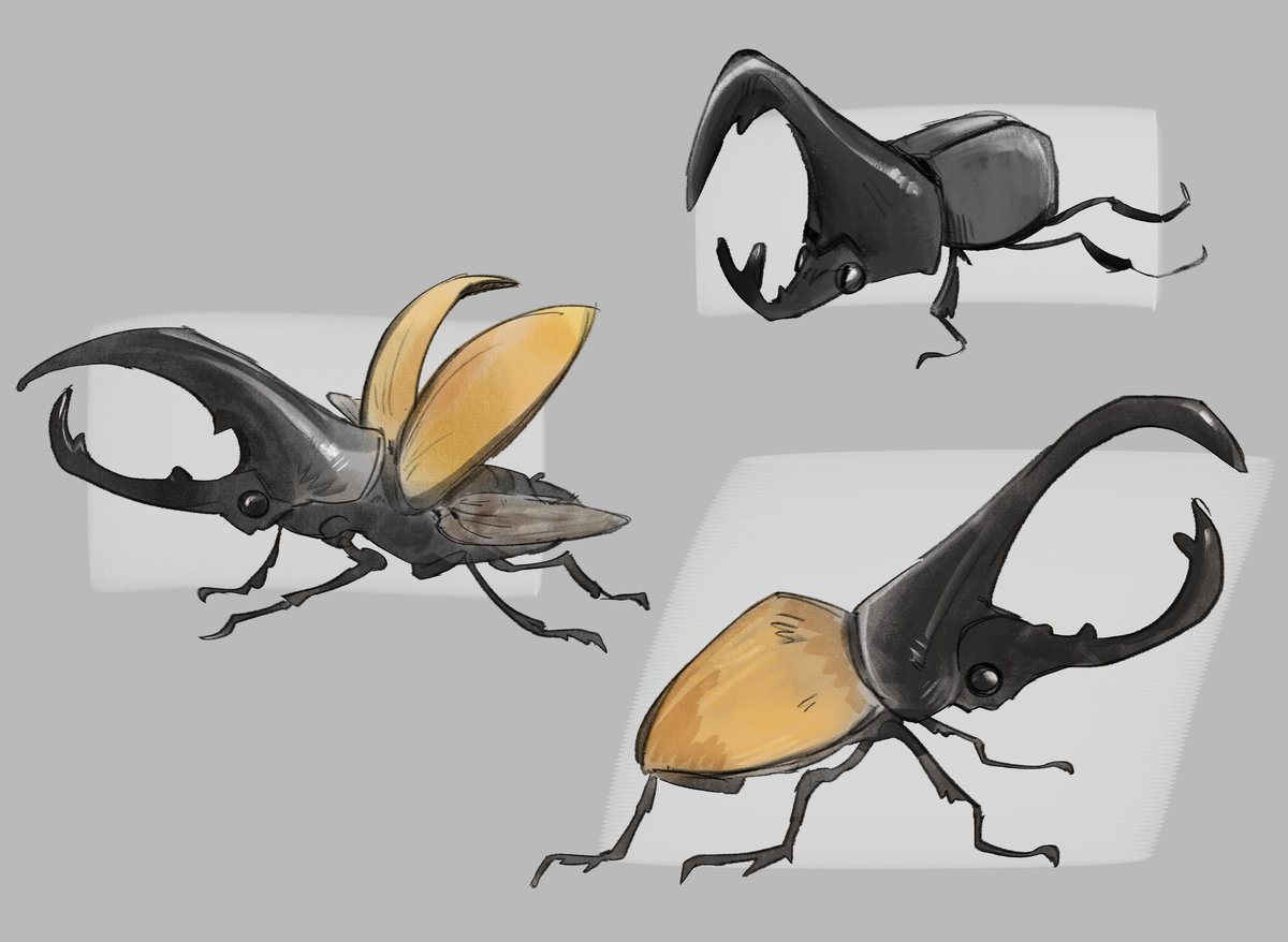 mathiemarsz's tweet photo. Hercules beetle studies https://t.co/1Eh6YitX6Z