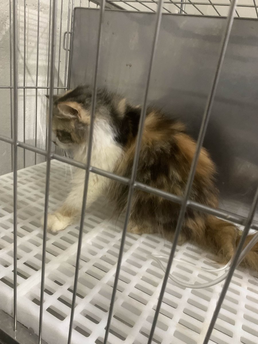patipafu's tweet photo. Hello!

I'm opening emergency cms and lessened my price to $30 per chibi for this.

Two of our cats are deadly sick, both having zero immunity according to the blood test. Both are confined to the vet, costing 1250php per night.

More details on https://t.co/8U40PUeBx4 🙏 https://t.co/eZjmoGs6g4