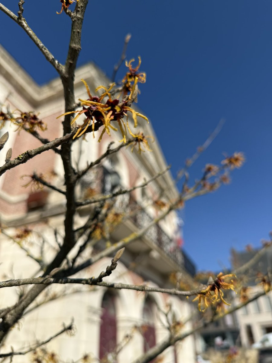 Avec quelques semaines d’avance, un air de printemps en ce dimanche où la nature s’éveille☀️🌱