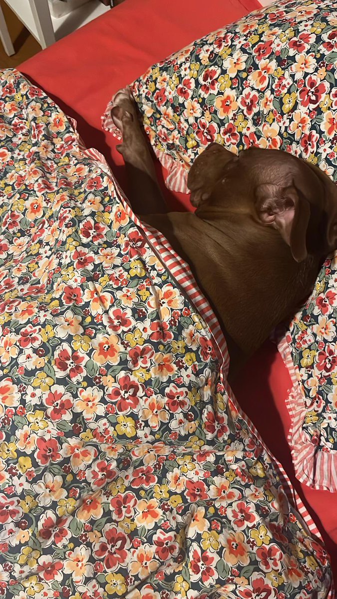 İhmal etmeseydiniz Rose bugün toprak altında değil yatağında uyuyor olacaktı!! 
<a href="/kadikoybelediye/">Kadıköy Belediyesi</a> <a href="/ayedasdestek/">Ayedaş Destek</a> <a href="/SabanciHolding/">Sabancı Holding</a> <a href="/fatih_donmez/">Fatih Dönmez</a> <a href="/mesutkosedagi/">Mesut Kösedağı</a>