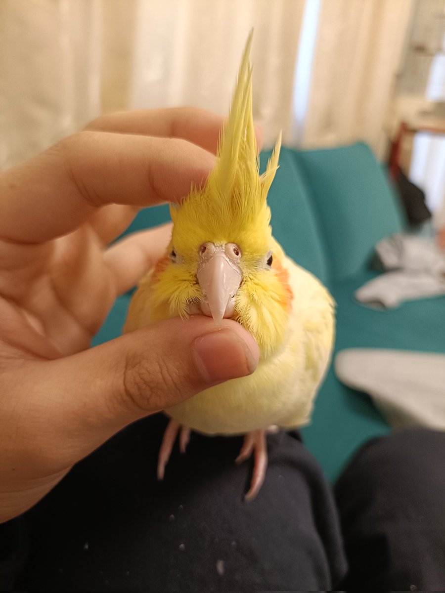 冠羽いじられてる時ってどんな感情なんだろう……🤔
#オカメインコ