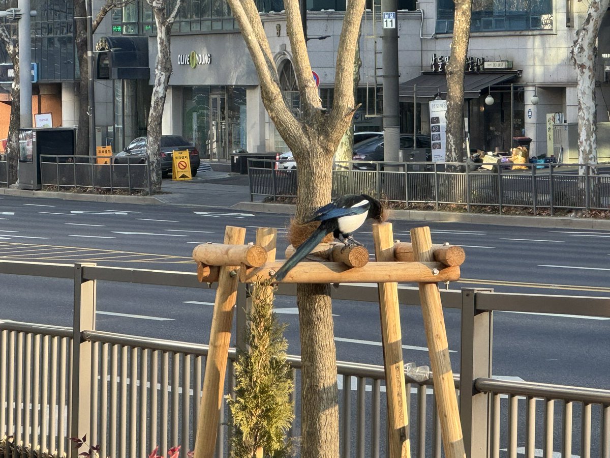 tanakamanta's tweet photo. 切開リフトの腫れを早く落ち着けるために江南を散歩していたのだが、顔の代わりにスネがパンパンになった。

江南西のMyeongdal Parkや瑞草駅北のMontmartre Parkを歩くと、カササギが元気に巣作りしている様子が見れる。冬の穏やかな朝。 https://t.co/1cSWM8aXCw