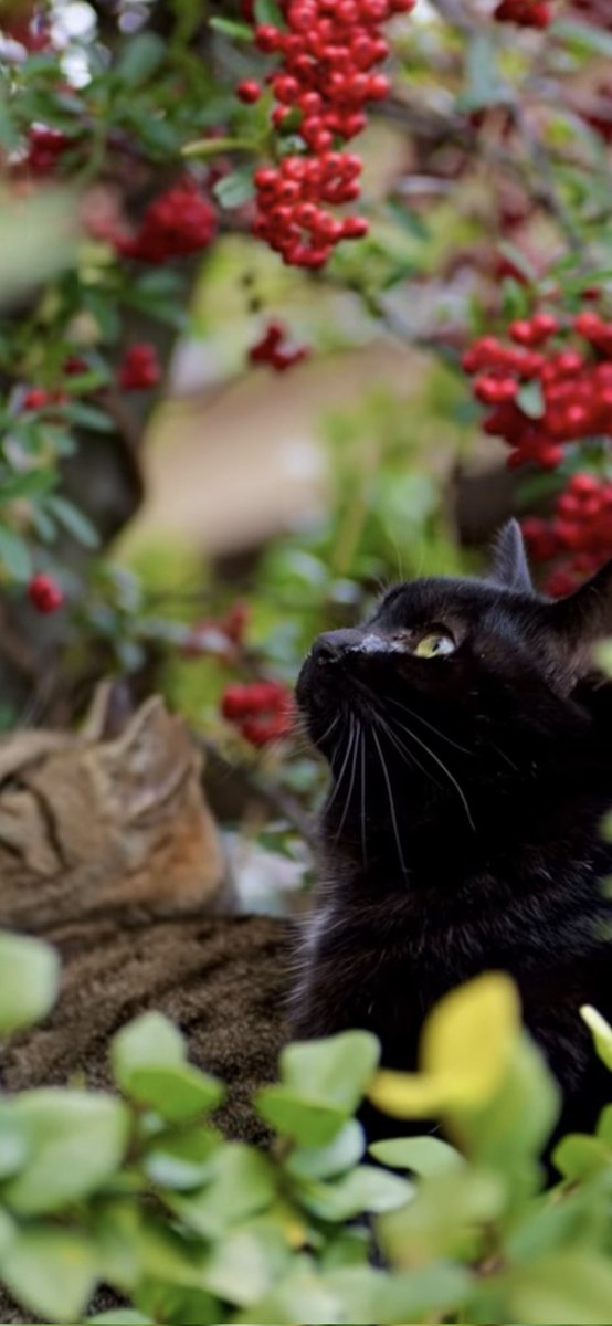 エケケケ tweet media