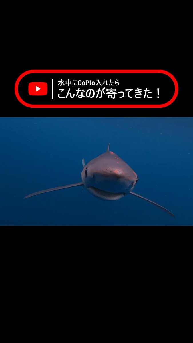 水中にGoPlo入れたらこんなの寄ってきた❗️ #トンジギ #中村豪 #志摩沖 youtu.be/YN9mtk3gZ4o?fe… <a href="/YouTube/">YouTube</a>より