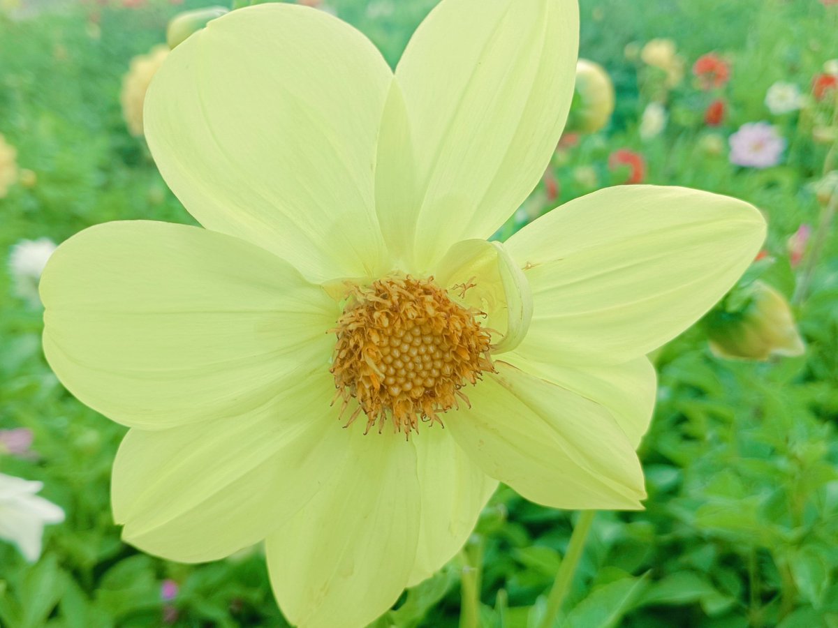 🌼 Praying 🙏 for a peaceful &amp; positive week 🌼 🌟 🌞 🌝