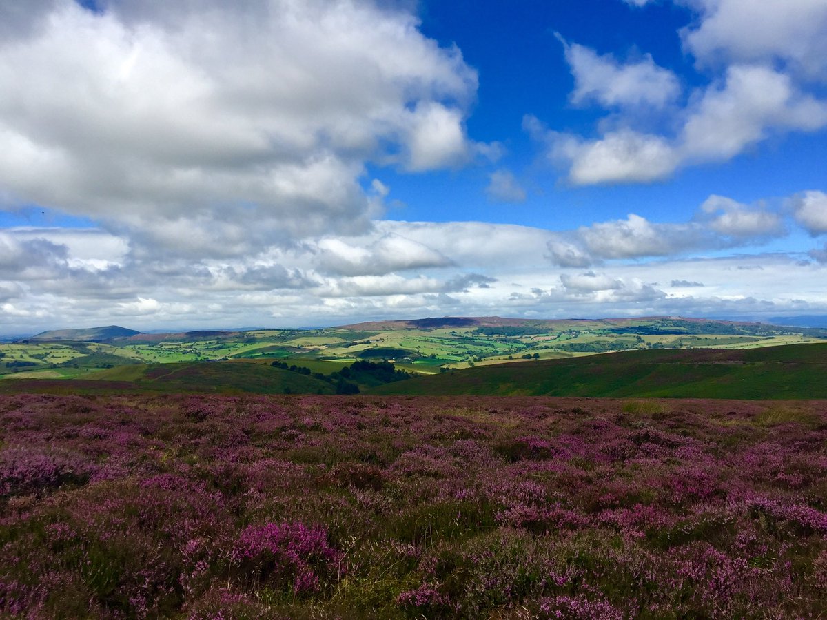 tranquility of solitude tweet media