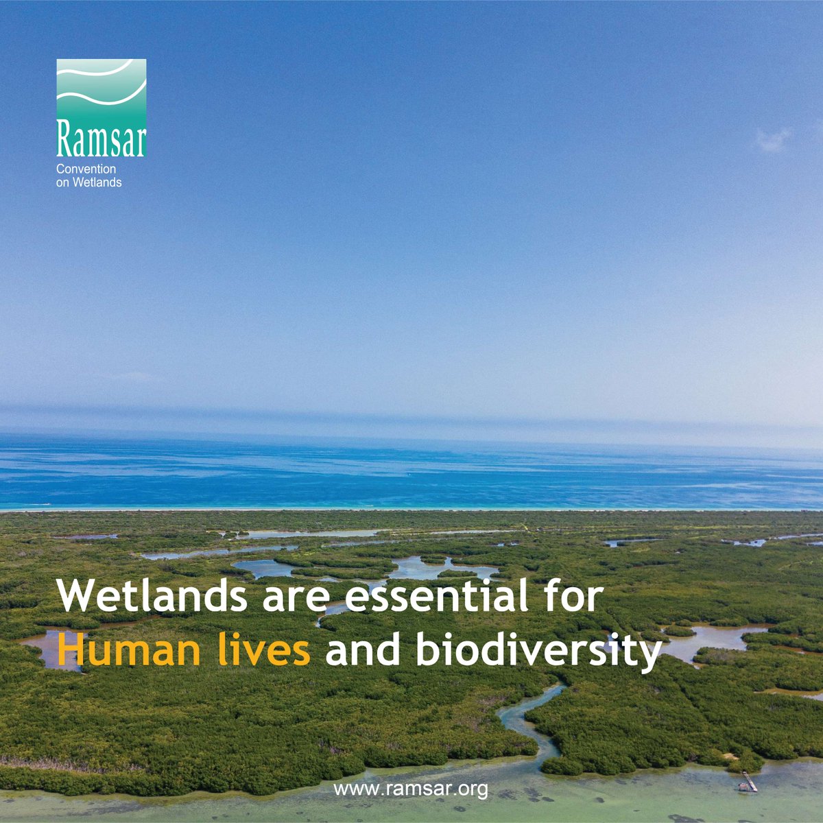 Despite occupying only about 6% of the earth's surface, wetlands play a key role in the natural environment. 

🍽️ They provide food
🏗️ Supply raw materials
⚡ Generate hydroelectric power
💧 Filter and clean water
🌊 Control floods
🌵 Mitigate droughts