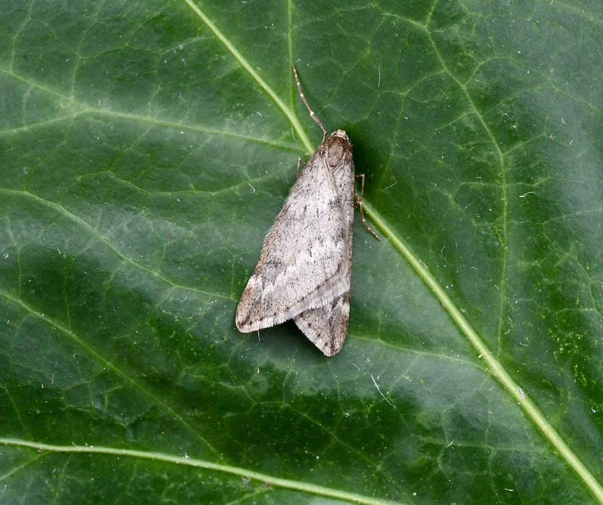 Kevan Brett (@kevanbrett) on Twitter photo 3 sessions over the weekend for #moths with MV saw 5/4, a wogan and 1/1. Result was 4nfy’s Oak Beauty, Dark Chestnut, Chestnut and March moth <a href="/norfolkmoths/">Norfolk Moths (Jim Wheeler CMR)</a> <a href="/BC_Norfolk/">BC Norfolk</a> 3 sessions over the weekend for #moths with MV saw 5/4, a wogan and 1/1. Result was 4nfy’s Oak Beauty, Dark Chestnut, Chestnut and March moth <a href="/norfolkmoths/">Norfolk Moths (Jim Wheeler CMR)</a> <a href="/BC_Norfolk/">BC Norfolk</a>