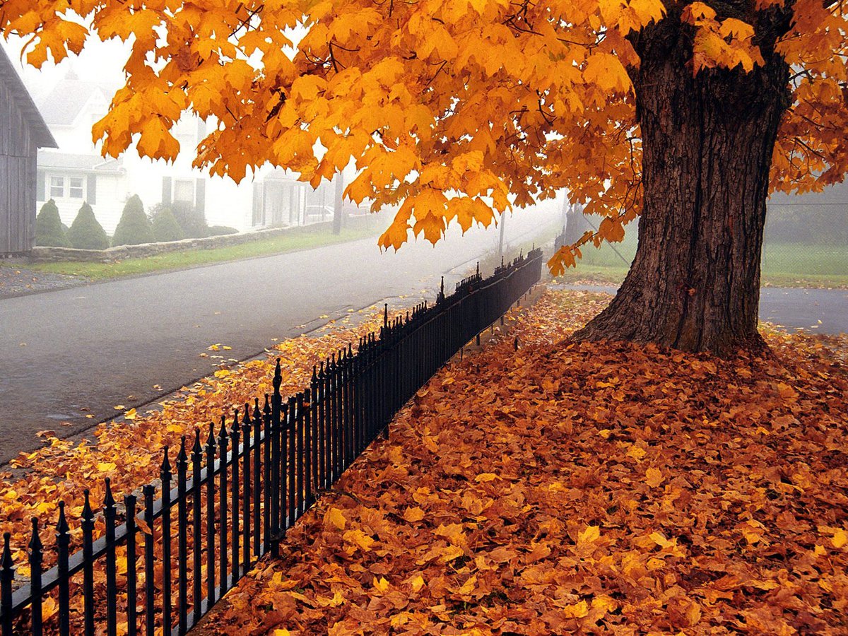 EladMeier's tweet photo. 🎐#NoOneInTheWorld has the right to judge or criticize anyone from a Different background, a stranger to him &amp; from the Entire wide spectrum that makes him up. 🔖#YouDon't know what he's been through his life, Be sensitive💓❣
🍯Golden line of #Autumn🍂🐌
✨🌈🍁🤎🧡💛💖🙏
🦄📚#El https://t.co/eDjUHzzaZW