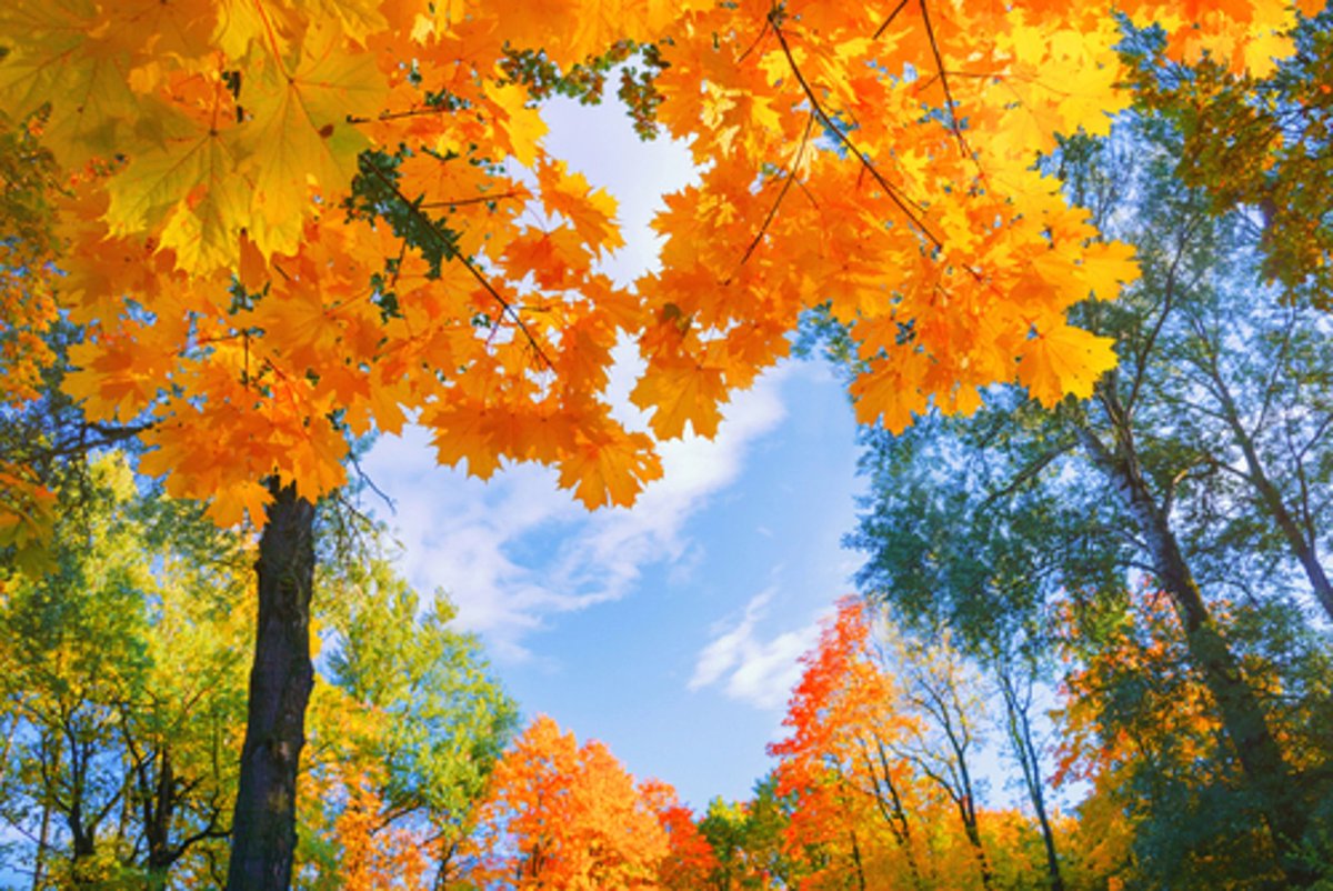 EladMeier's tweet photo. 🎐#NoOneInTheWorld has the right to judge or criticize anyone from a Different background, a stranger to him &amp; from the Entire wide spectrum that makes him up. 🔖#YouDon't know what he's been through his life, Be sensitive💓❣
🍯Golden line of #Autumn🍂🐌
✨🌈🍁🤎🧡💛💖🙏
🦄📚#El https://t.co/eDjUHzzaZW