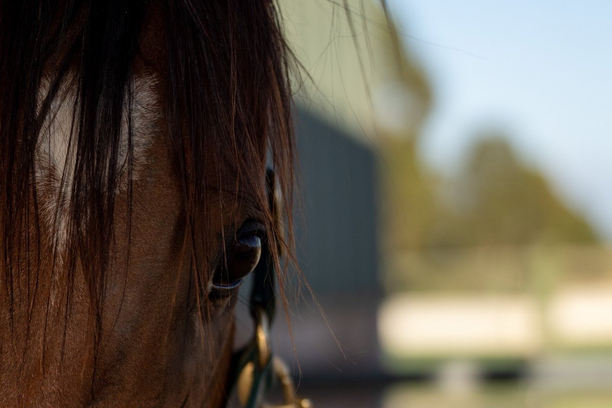 Clarken_Racing's tweet photo. Eyeing up the new week 👀

We’re incredibly proud of the team’s efforts on Saturday. All our runners lined up in stakes races, and while luck wasn’t on our side, they presented well. https://t.co/SRVTNxyVmI