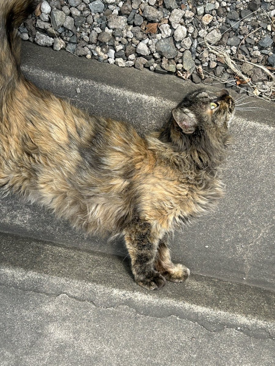 階段で伸びているサビちゃん🐈 元気いっぱい😃 #猫好きさんと繋がり