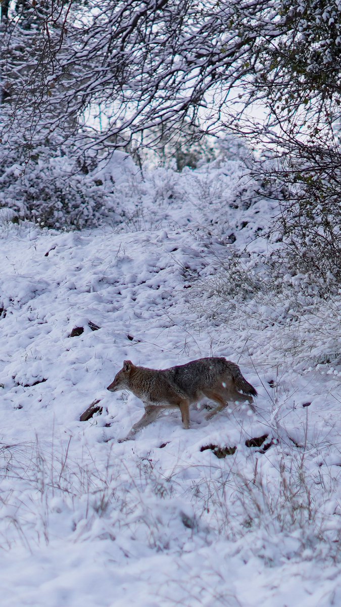 ابن آوى يبحث عن صيده بين الثلوج ❤️
By @adnan_mer3eb

#درب_عكار  #AkkarTrail
