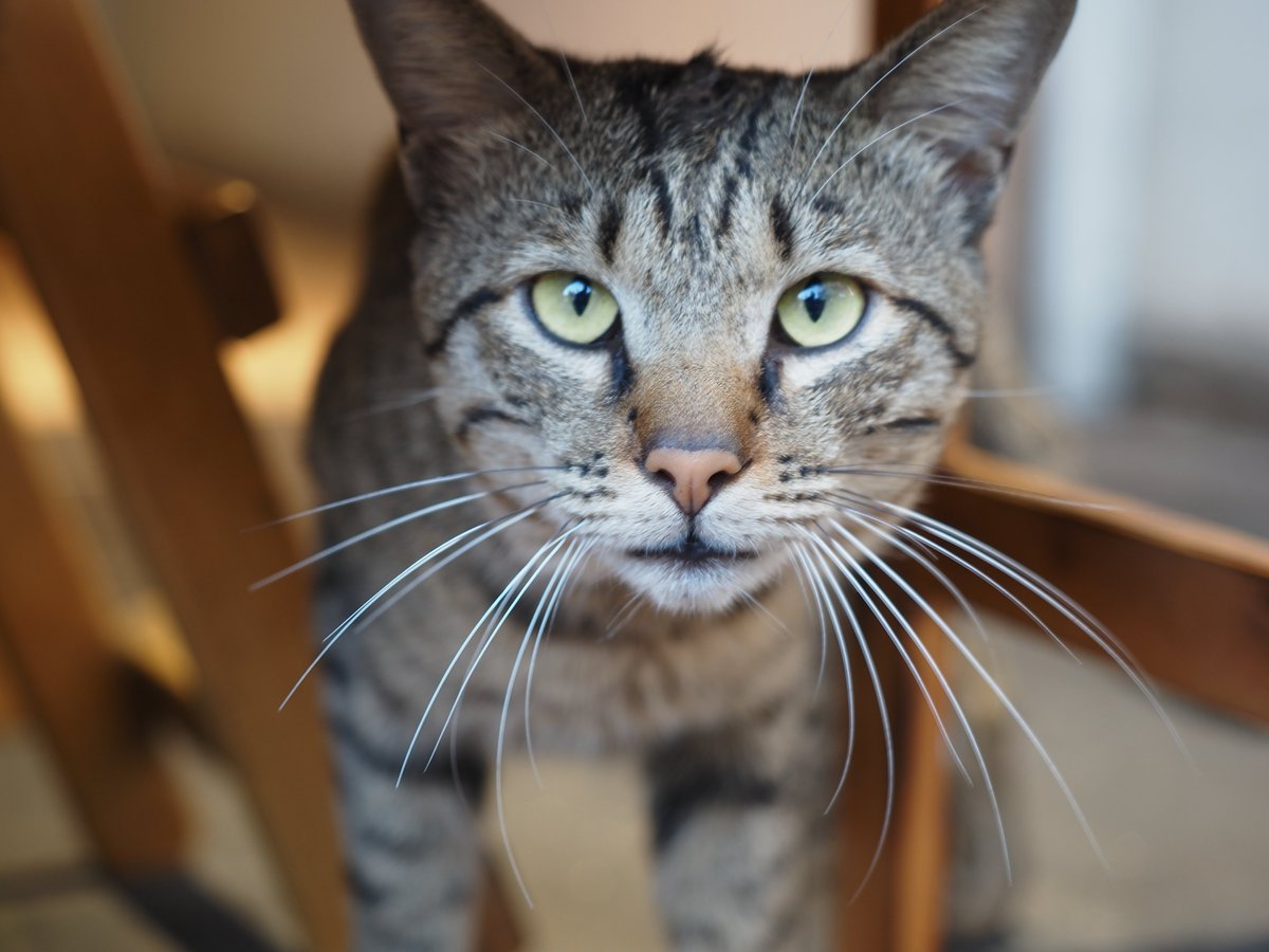 紫夜貓 (@flyccat) on Twitter photo 