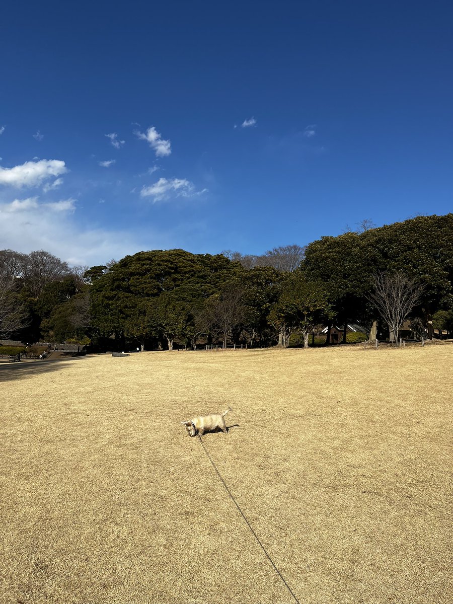 komugiScottish1's tweet photo. 芝生に擬態する犬。似た色してますね。
#犬がいる幸せ #犬好きさんとつながりたい #スコティッシュテリア
#根岸森林公園 https://t.co/jNhl3bWAE6
