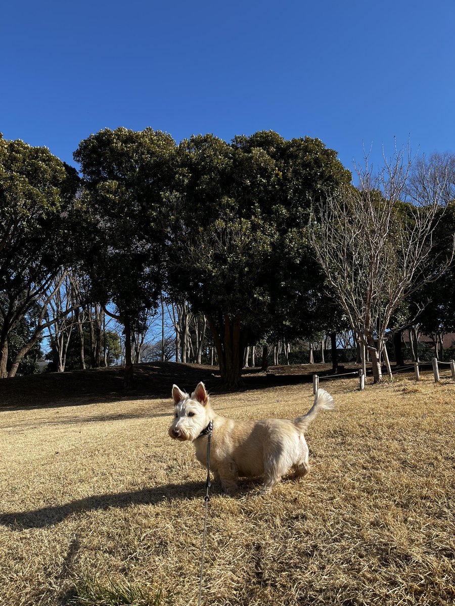 komugiScottish1's tweet photo. 芝生に擬態する犬。似た色してますね。
#犬がいる幸せ #犬好きさんとつながりたい #スコティッシュテリア
#根岸森林公園 https://t.co/jNhl3bWAE6