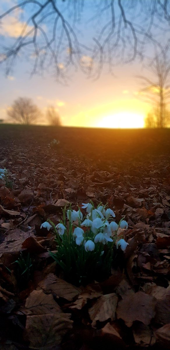 Walking through Bellevue Park this morning, and was nice to see the first shoots of spring bursting through the dead leaf carpet.
#wrexham 
#northwales
#springwatch 
#dawnchorus
