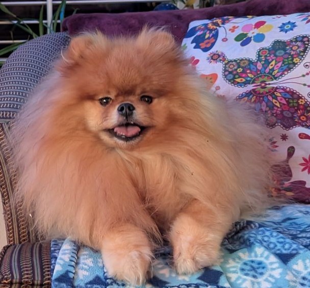 odiesislandlife's tweet photo. Odie is seeing a new groomer next week should I get it cut as short as the first picture of him or keep it a bit longer like the second ?? #spaday #newdo #odiesworld https://t.co/FlvuGTflkW
