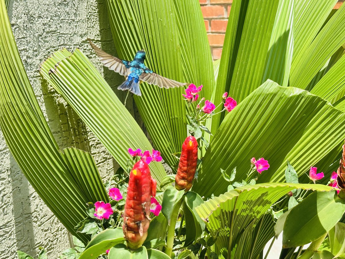 Pollinators such as bees and birds play vital role for preserving biodiversity and ensuring food security. The decline of pollinators leads to reduced pollination, and fewer fruits &amp; seeds. It’s crucial to promote bees and other pollinators.
#Bees #Birds #FoodSecurity #Resilience