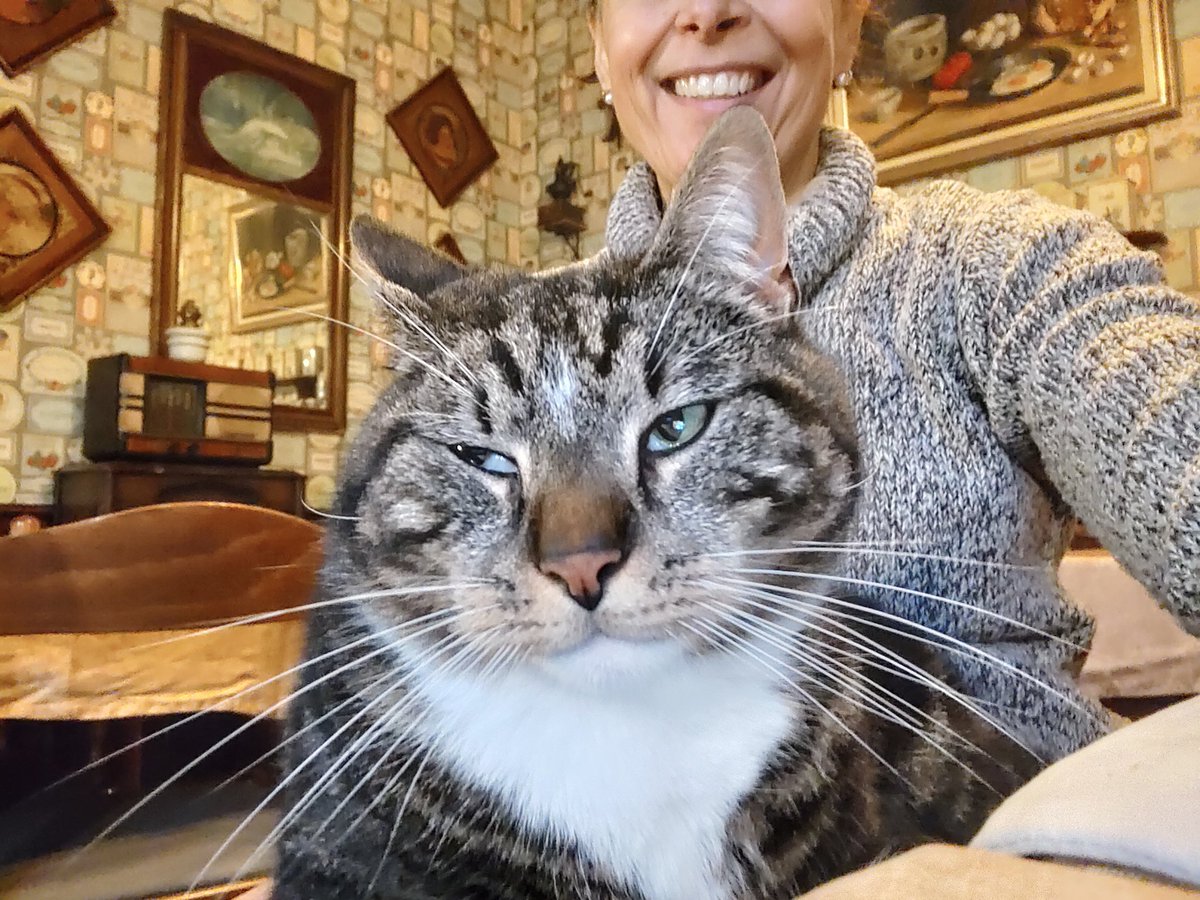 DonnaFabre's tweet photo. "When they say 'smile for the selfie,' but you're just not feeling it. #RestingCatFace" https://t.co/K8uzPkCmrL