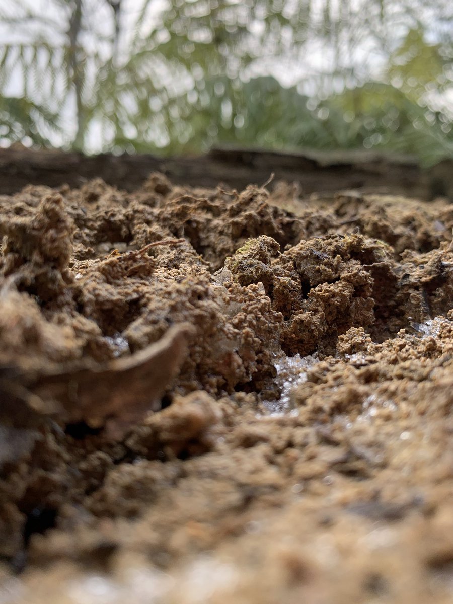 ベリー tweet media