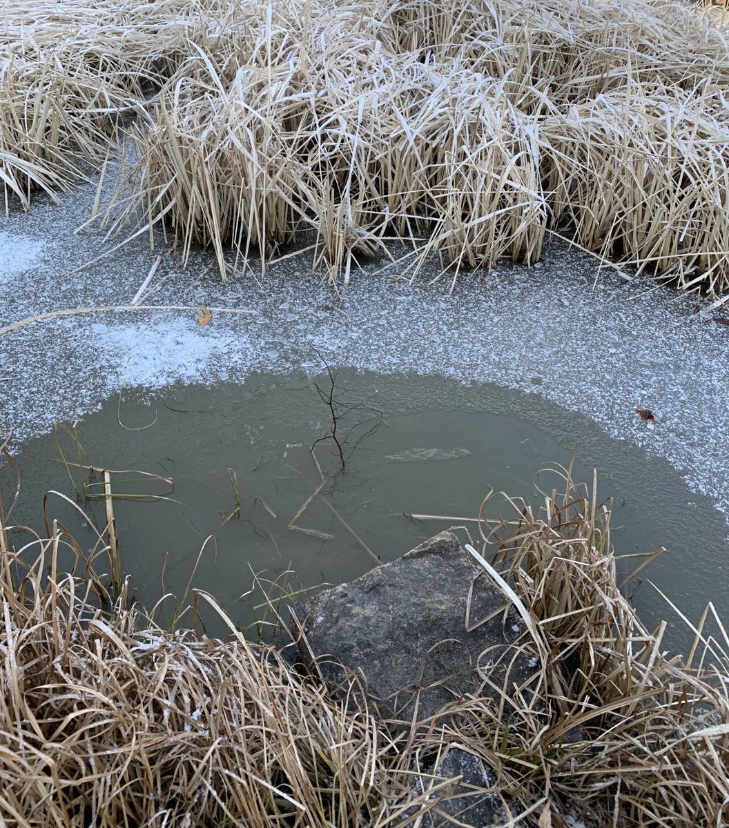 ベリー tweet media