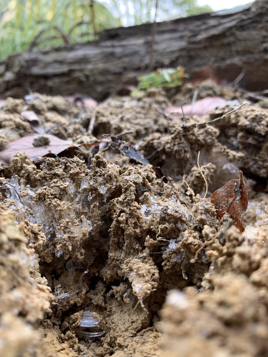 ベリー tweet media