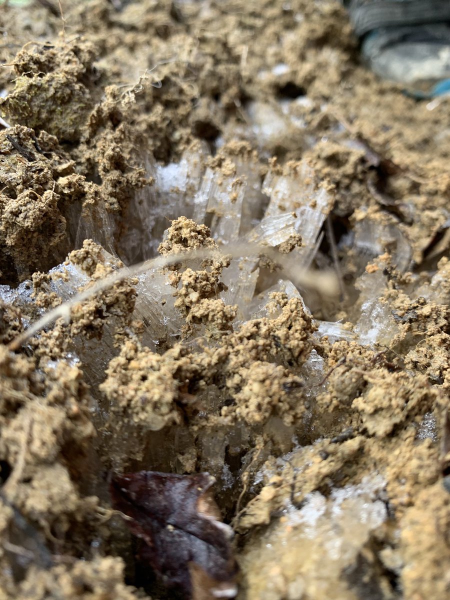 ベリー tweet media