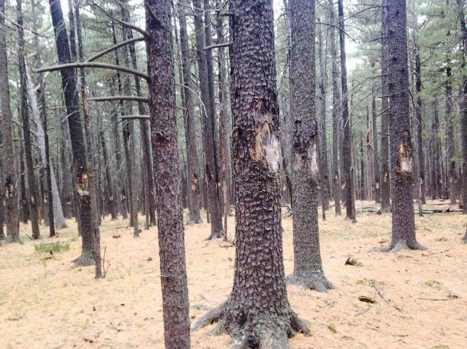 Ойн сан нь устах дээрээ тулсан манайх шиг улс хэдэн уут самар түүж зарсан ч яалаа, байсан ч яалаа. Ер нь бол яаралтай хориглох хэрэгтэй.

Самарчид бол муна барьсан зандалчид болсон. Ой модыг тэр чигт нь сүйдэлж дахиж ургахгүй болтол нь гэмтээдэг.

Хэдэн жилийн өмнө хэрэм олон
