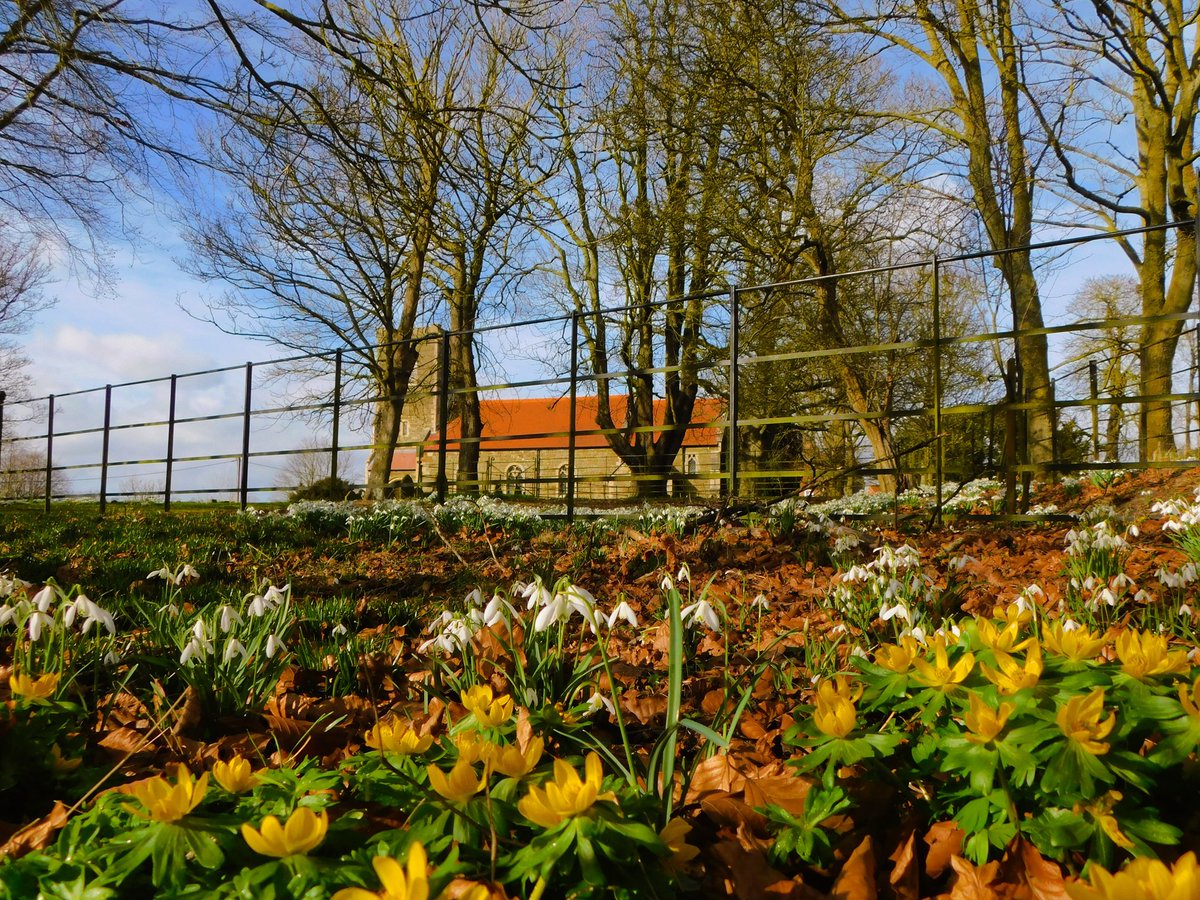 IanW1985's tweet photo. #SundayYellow #loveukweather #Lincs #aconites #snowdrops https://t.co/M68j1jnMfX
