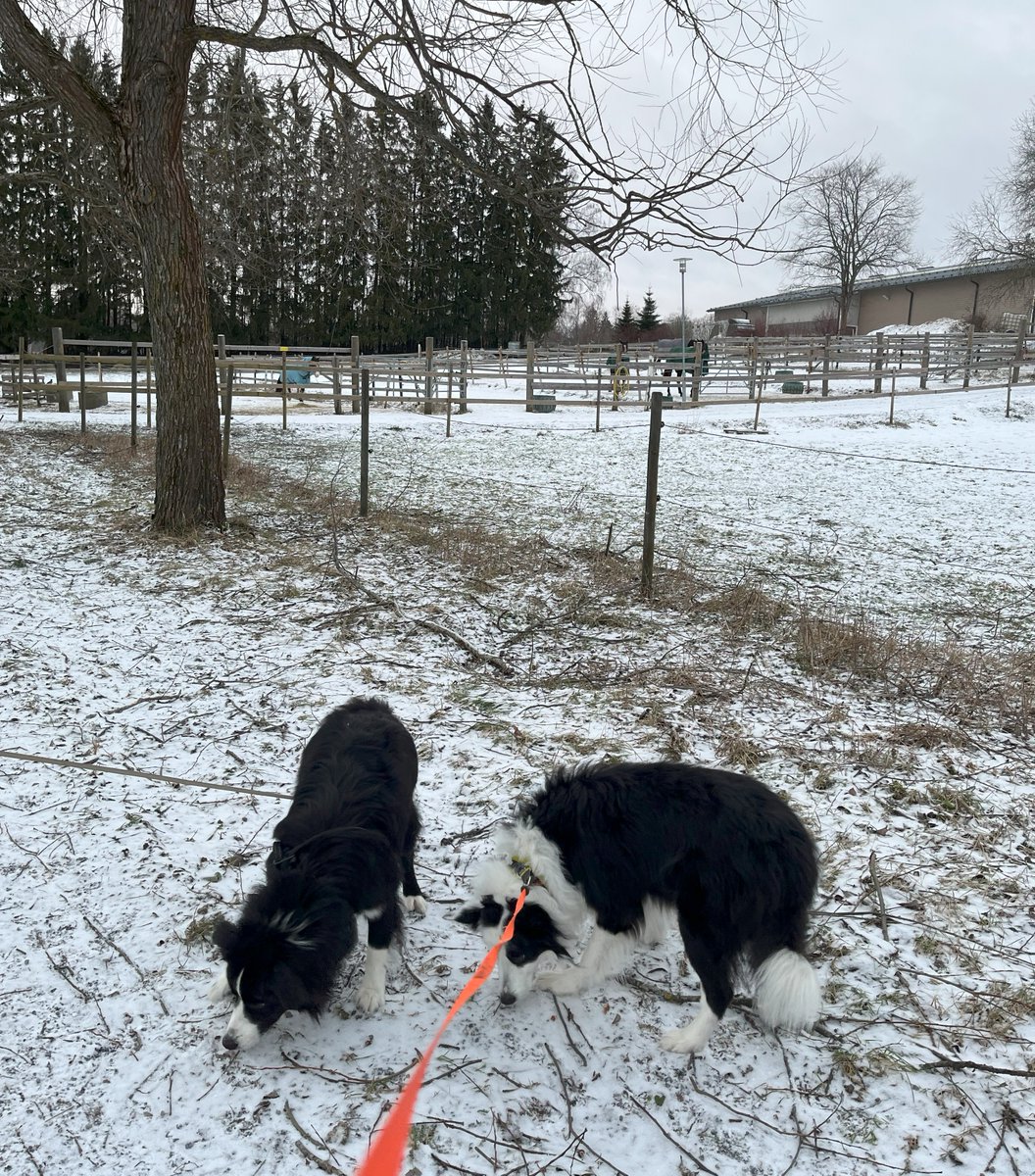 elomush72's tweet photo. Happy Sunday 🥰🤗🐶 https://t.co/QspBZBypGe