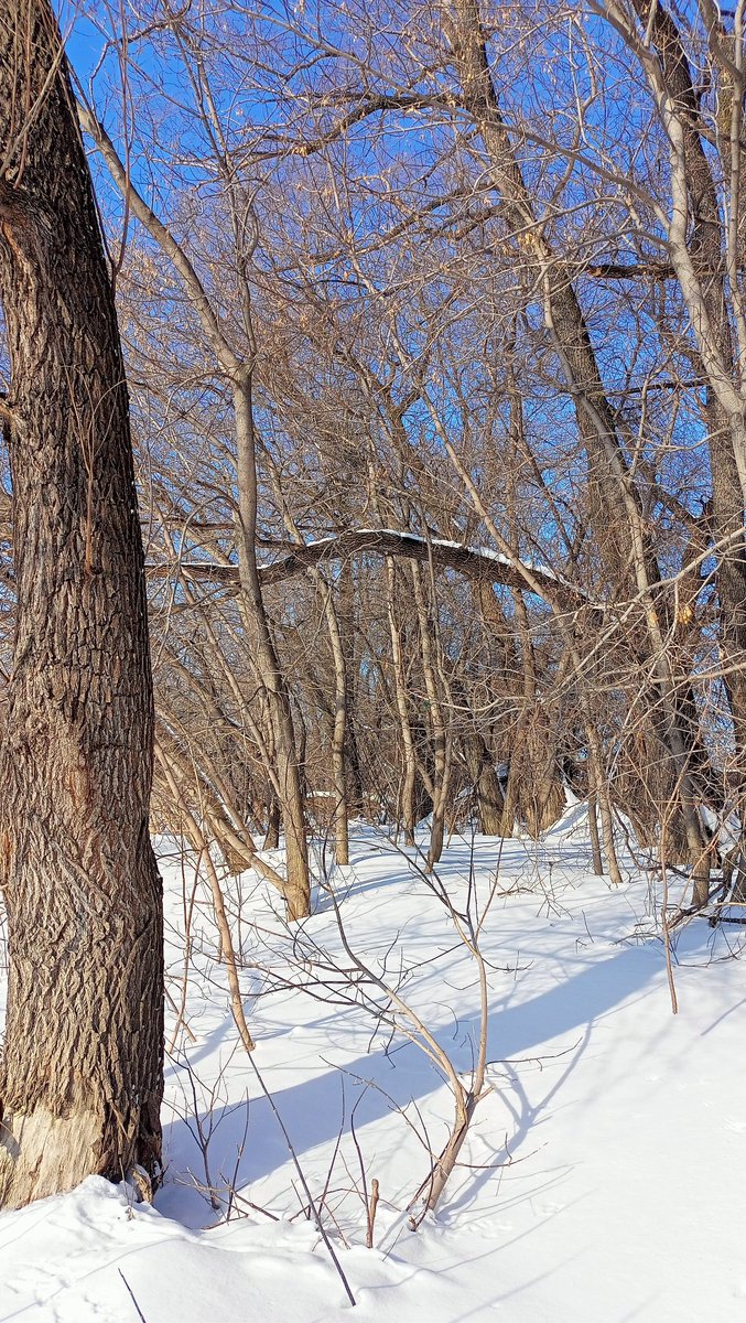 I took a break today from my work in crypto and had a nice walk outside. Balance is the key for the productivity. #nature