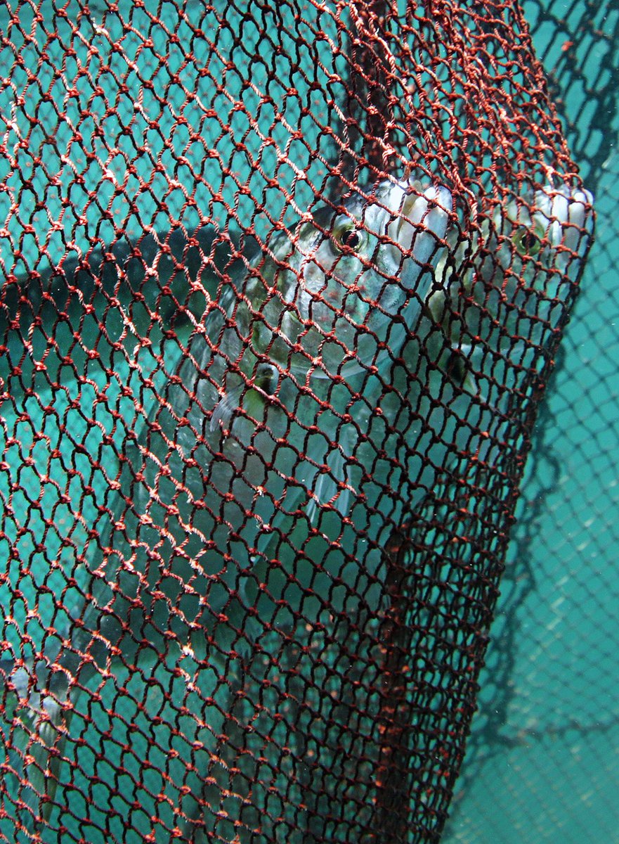 arathrim's tweet image. Yayındayız arkadaşlar belgesel açılmıştır. İstanbul’a , boğaza, balıklara, göç balıklarına ve balıkçılığa hayırlı olsun. 

Umarım adil, sorumlu, vicdanlı, deniz ile barış içinde bir yere yolculuk ederiz.

youtu.be/egcQZh5Rqwc?si…