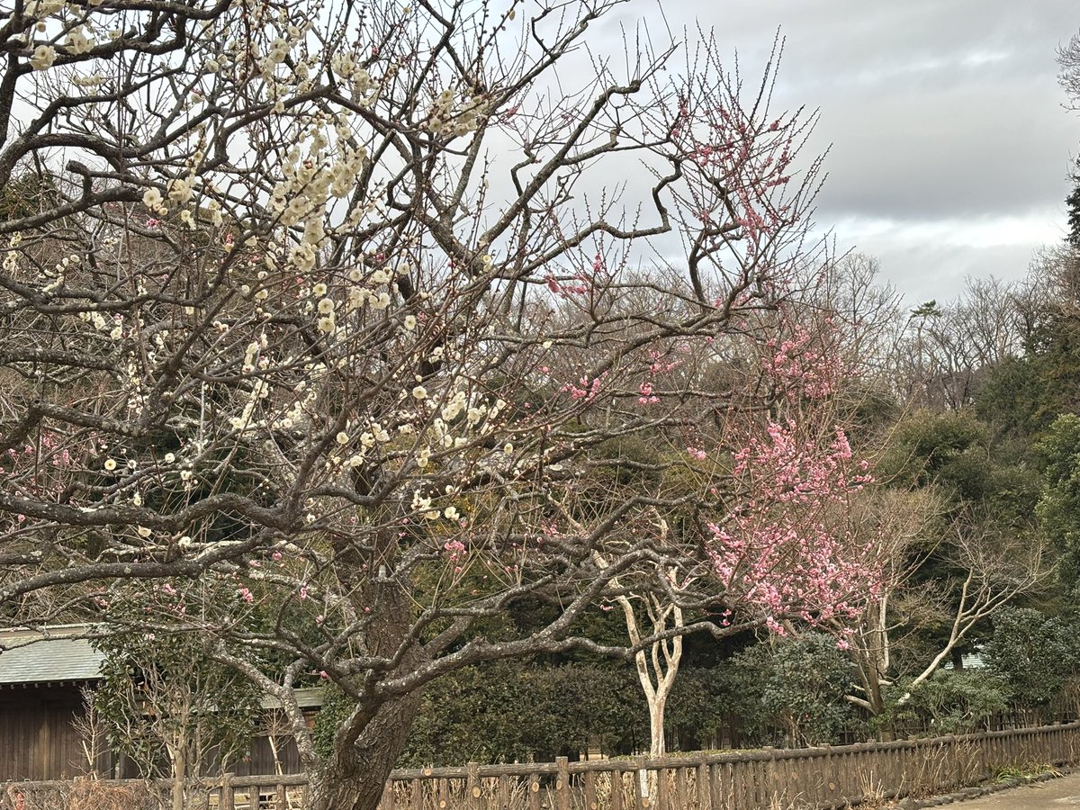 konie060's tweet photo. 藤沢市の「新林公園」今は梅の花がきれいな季節🌸大きな公園でプチハイキングもできます🥾天気が良いと展望台から富士山と海が見えます🗻りすに会えることも🐿️#新林公園 https://t.co/3fIepP9yIO