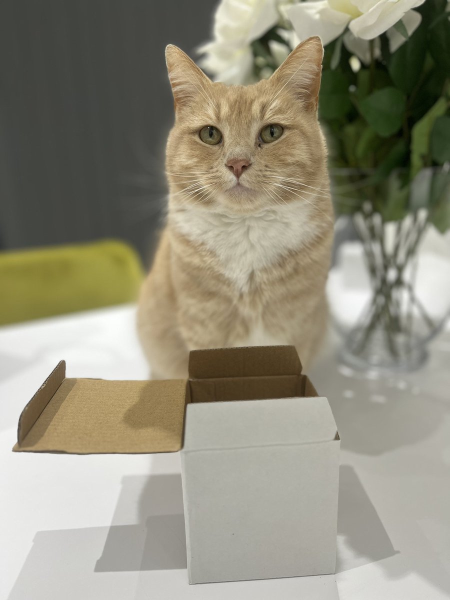 Happy catbox Sunday all, look at my little box. However, it’s not the size that’s matters, it’s all about quality . Quality comes in small packages, just like me 🧡😺 #adoptdontshop #acatforeveryhome #rescuecat #catboxsunday
