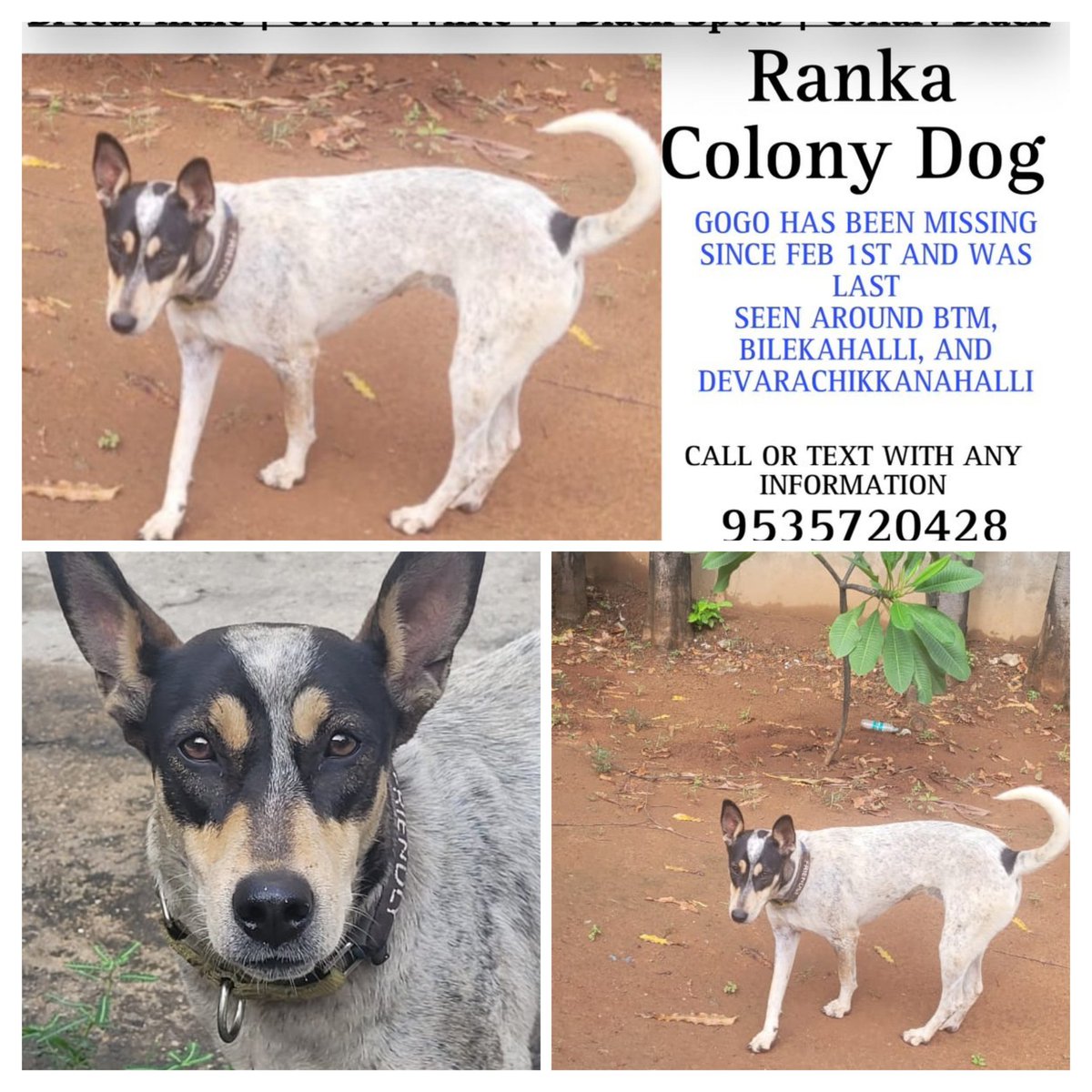 Ranka Colony, Bilekhalli, Bomanahalli Zone, friendly in campus community dog  illegally  relocated by residents  1st/2nd Feb 2025, cctv footage tampered , No action from MICO police SI &amp; Inspector, BBMP  AHD @BBMPCOMM, Dr.Asha Senior vet &amp; Dr.Chandraiah JD.