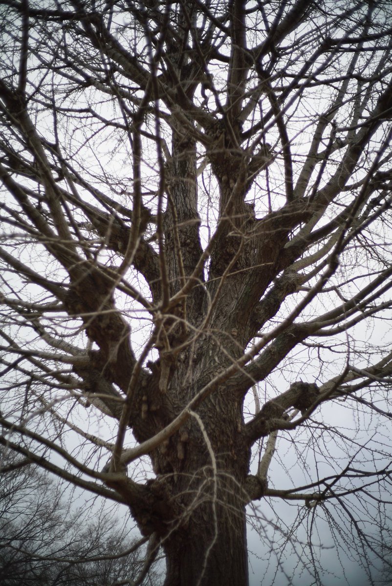 樹木のエナジーをアレしてきた。 