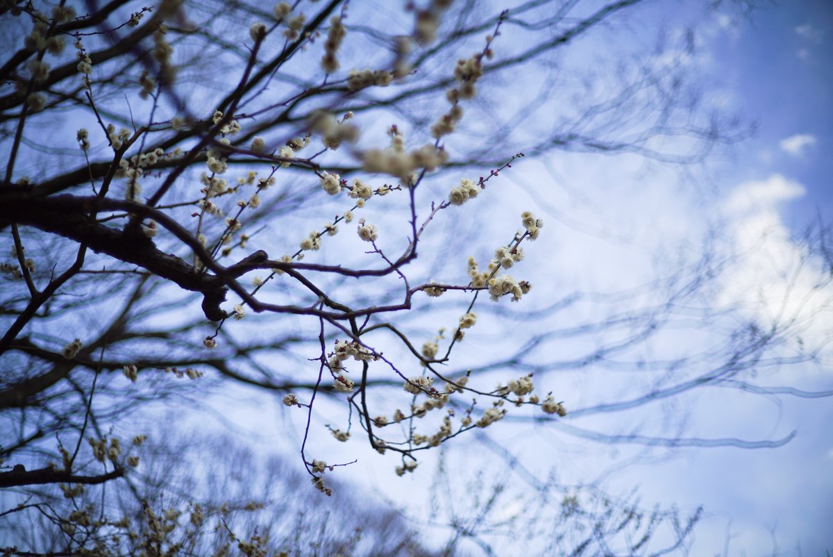 樹木のエナジーをアレしてきた。 