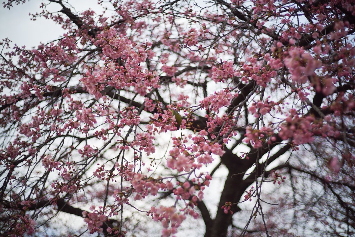 樹木のエナジーをアレしてきた。 
