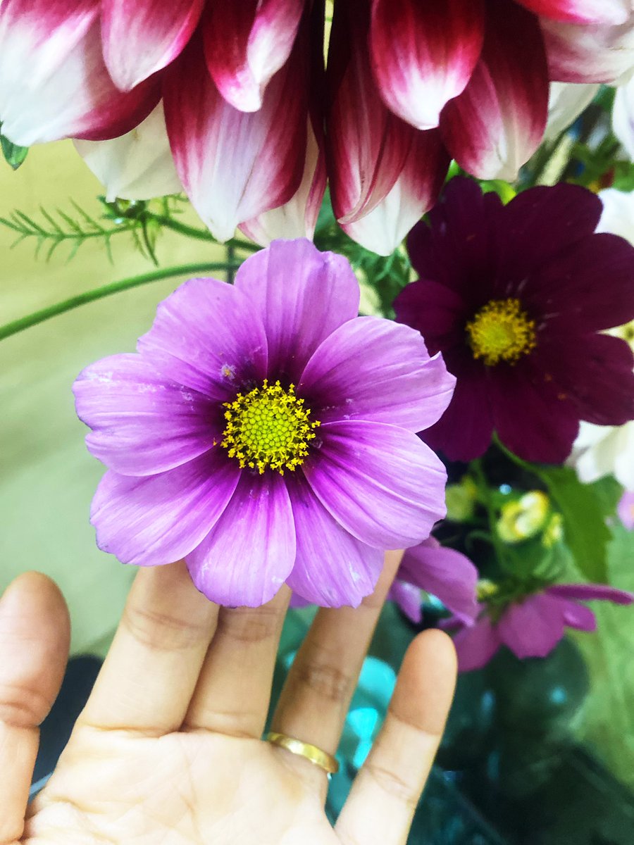 Cuối tuần dọn dẹp nhà cửa, cắm bình hoa mới.  Mấy bông cánh bướm mỏng manh mà cắm cùng thược dược cũng xinh, thả bình thuỷ tinh 1 mình cũng thật là duyên dáng.