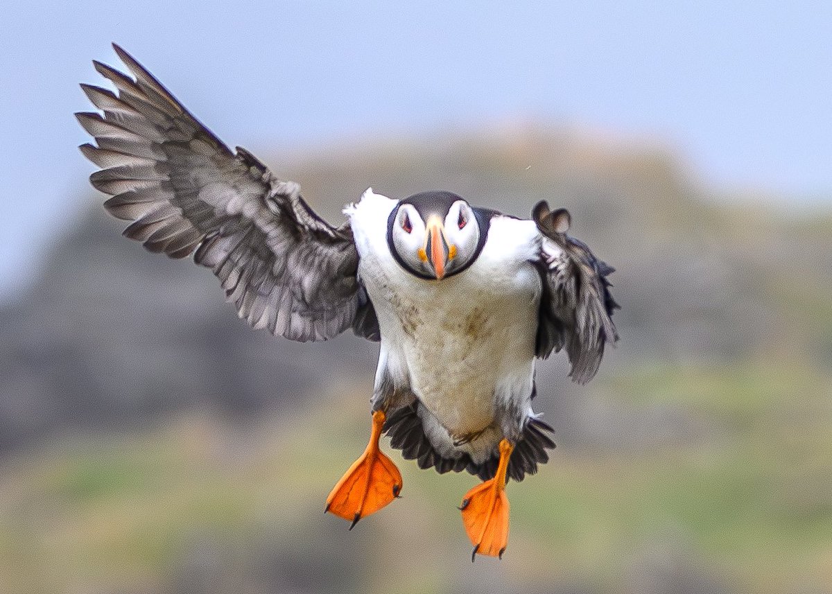 VisionsScotland's tweet photo. @SteelySeabirder Happy #SuperSeabirdSunday, some more from the archive from the Isle of May and the Bass Rock, looking forward to getting some new shots in a couple of months! https://t.co/IwbkwpCp42