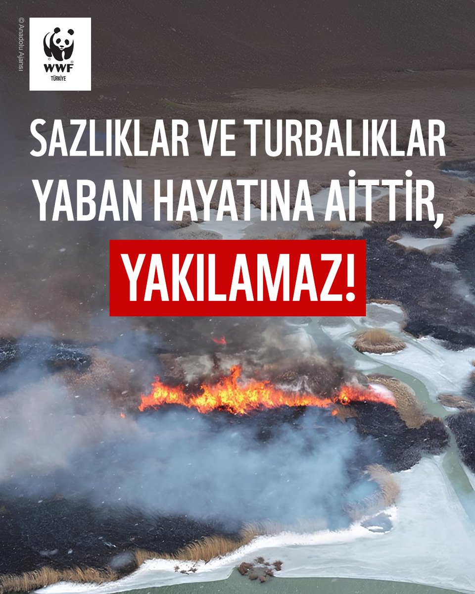 ‼️ Sazlıklar ve turbalıklar yaban hayatına aittir yakılamaz!

❗ Her yıl sonbahar ve kış aylarında, Türkiye’nin dört bir yanındaki sulak alanlarda yasa dışı sazlık yangınları yaşanıyor. Kontrollü olmadığı gibi birçok canlıya zarar veren bu yangınlar, ekosistemi ciddi şekilde