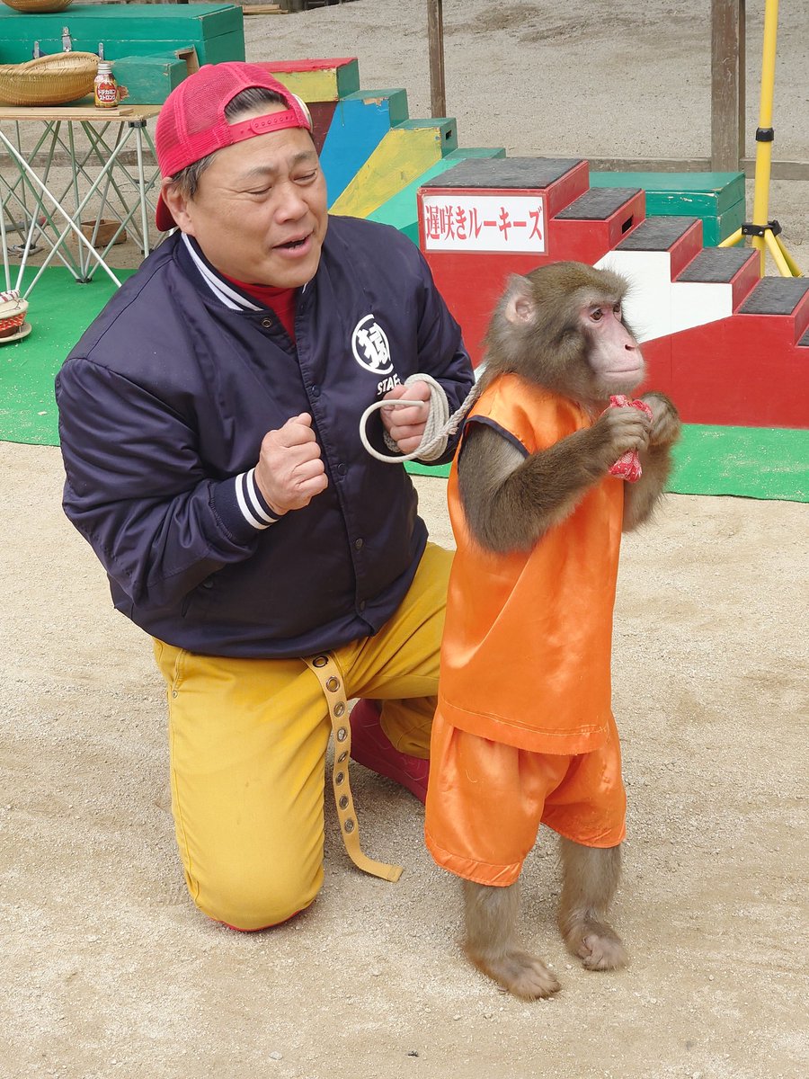 太宰府天満宮で遅咲きルーキーズっていう猿の大道芸があって旅先で