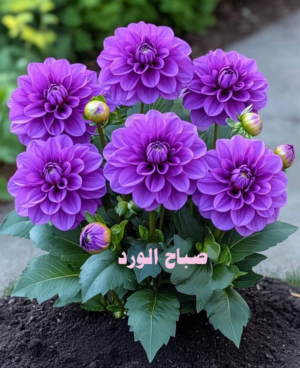 suhair tweet media